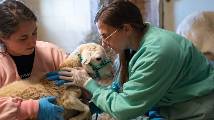 2023_10-13_FSNY_North_Carolina_Sheep_Checks_LH00467-1600x1067