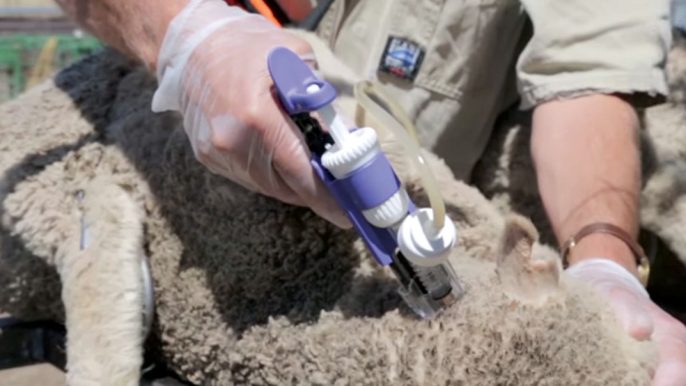 886510-1-eng-GB-sheep-vaccination-1074x654