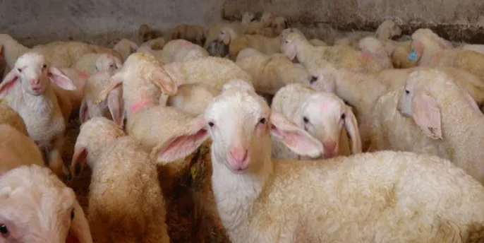 de-heus-animal-nutrition_animals_ruminants_sheeps_inside