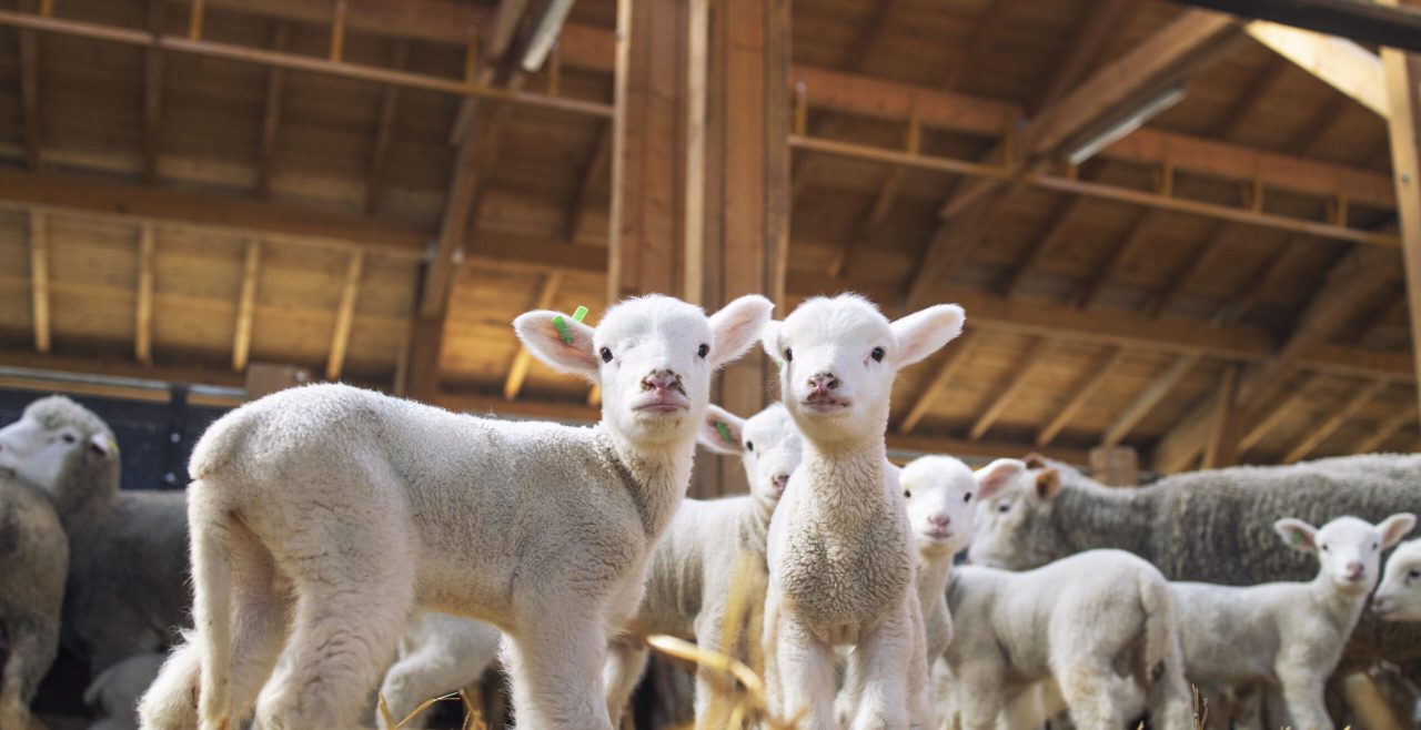 Lambs looking at camera in the wooden barn.
